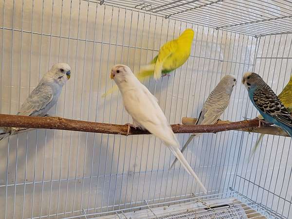 budgerigar-parakeet-for-sale-in-taylor-mi