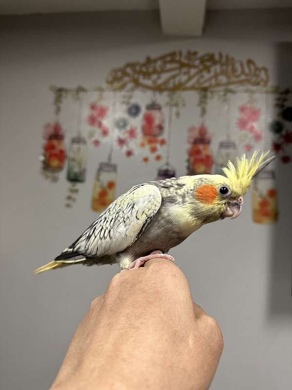 cockatiel-for-sale