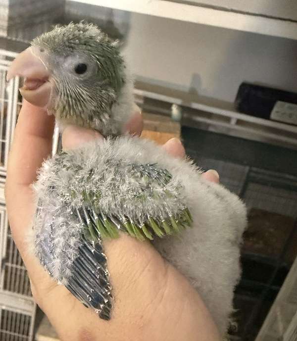 cockatiel-for-sale