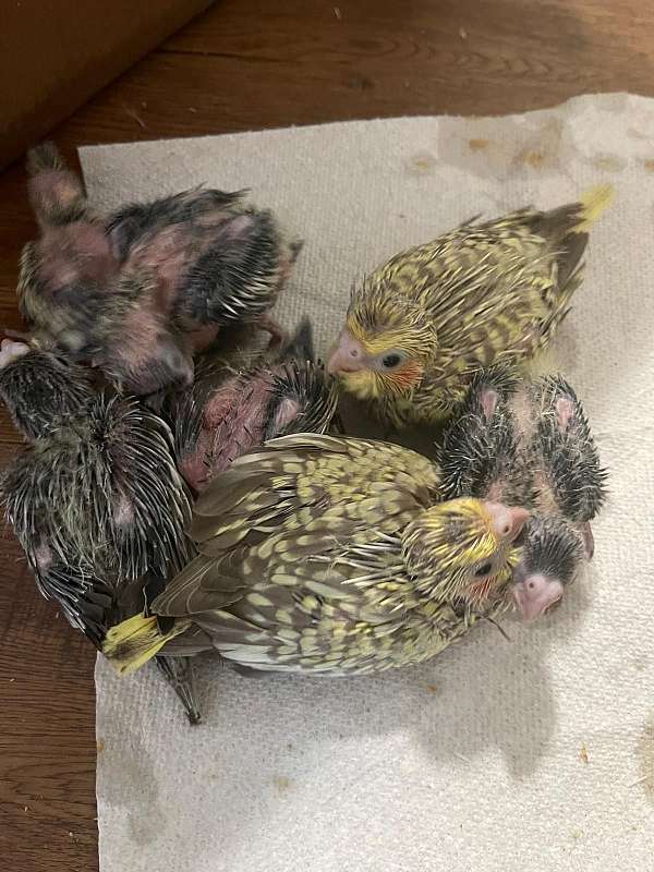 cockatiel-for-sale