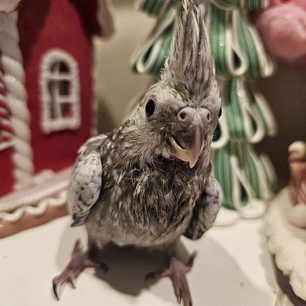 cockatiel-for-sale-in-granger-in