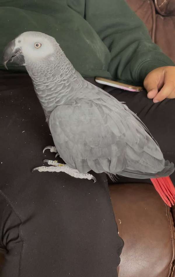 congo-african-grey-parrot-for-sale