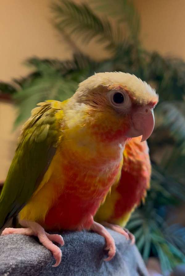 green-cheek-conure-for-sale