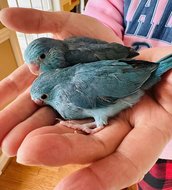 pacific-parrotlet-for-sale