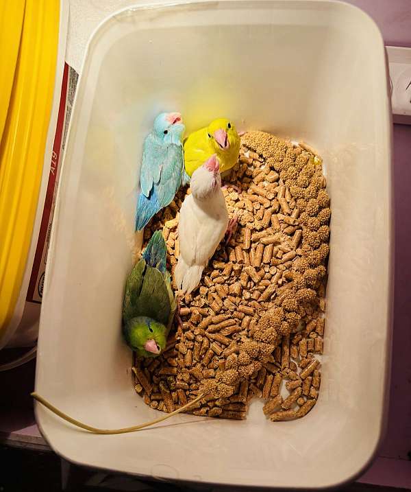 pacific-parrotlet-for-sale