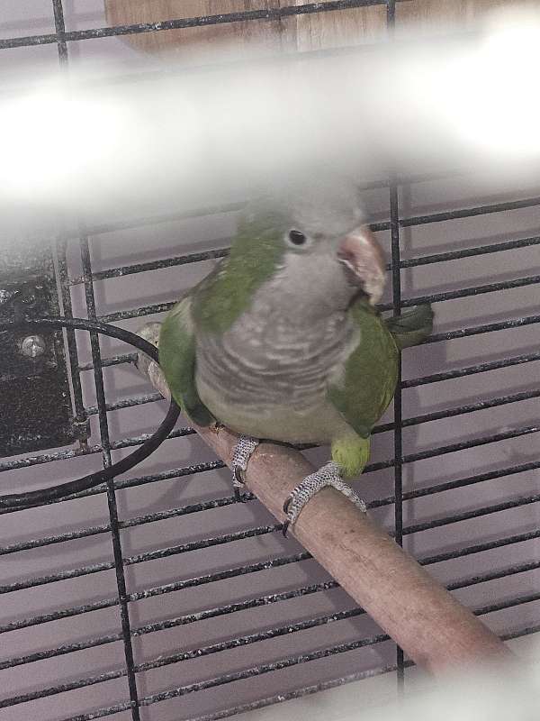 quaker-parrots-for-sale