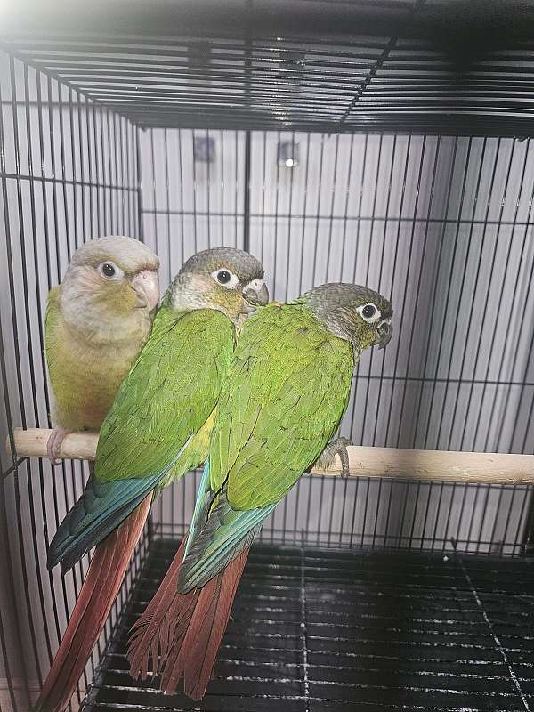 gold-capped-conure-for-sale-in-las-vegas-nv