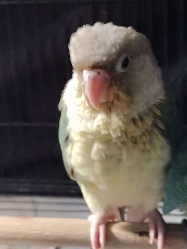 green-cheek-conure-for-sale-in-shepherdsville-ky