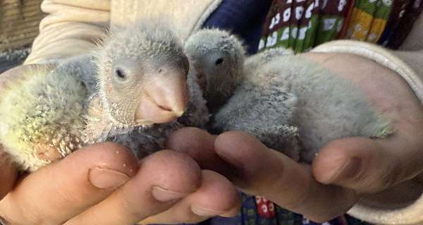 quaker-parrots-for-sale