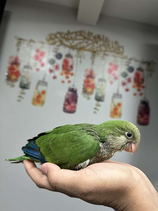 quaker-parrots-for-sale