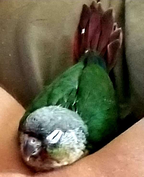 conure-for-sale-in-ocala-fl