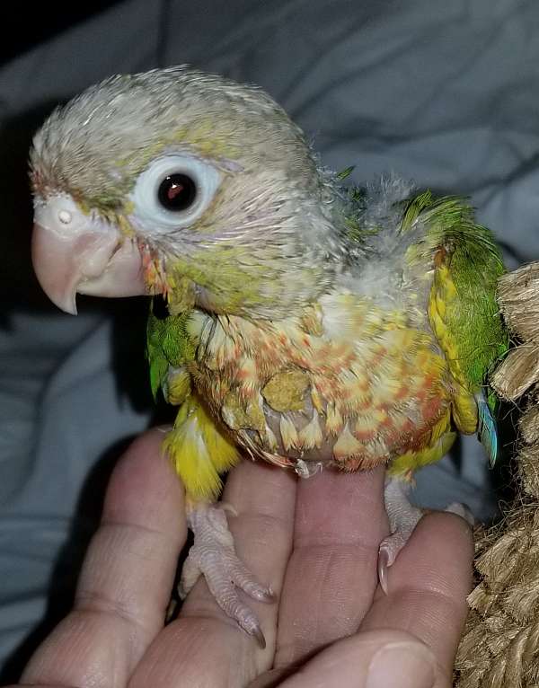 conure-green-cheek-conure-for-sale-in-ocala-fl