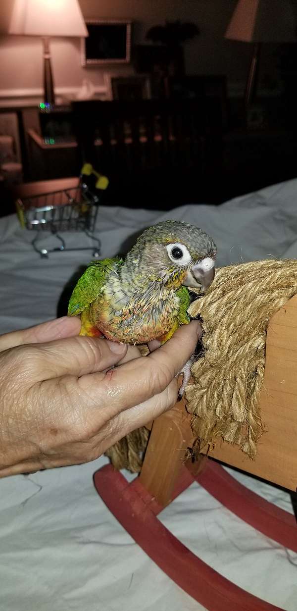 conure-for-sale
