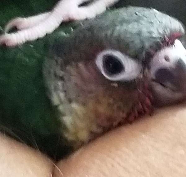 bird-for-sale-in-ocala-fl
