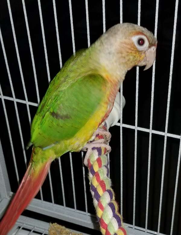 baby-bird