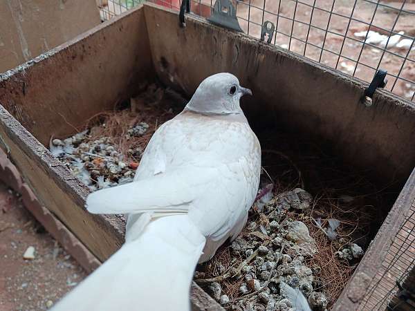 pigeon-for-sale