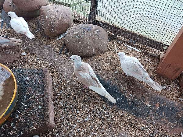 mature-bird-for-sale-in-charlotte-nc