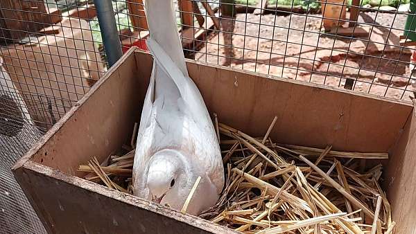 pink-bird-for-sale-in-charlotte-nc