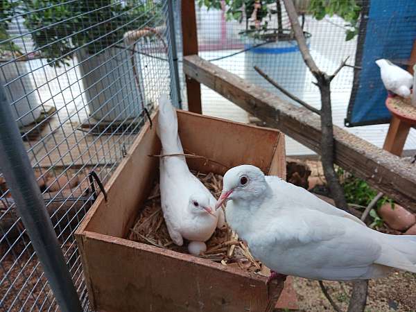 pigeon-for-sale-in-charlotte-nc