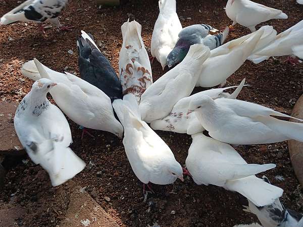 pigeon-for-sale