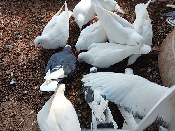pigeon-for-sale-in-charlotte-nc