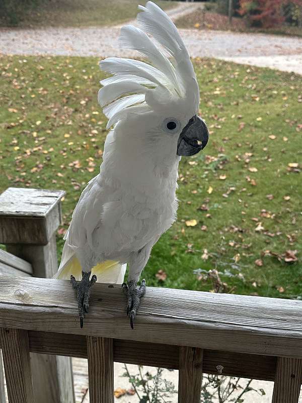 umbrella-cockatoo-for-sale-in-lenoir-nc