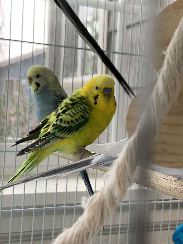 parakeet-for-sale