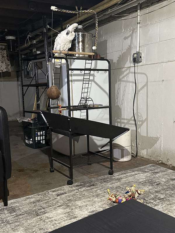 umbrella-cockatoo-for-sale-in-pennsville-nj