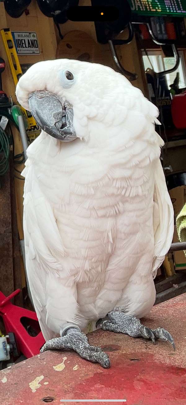 umbrella-cockatoo-for-sale-in-pennsville-nj