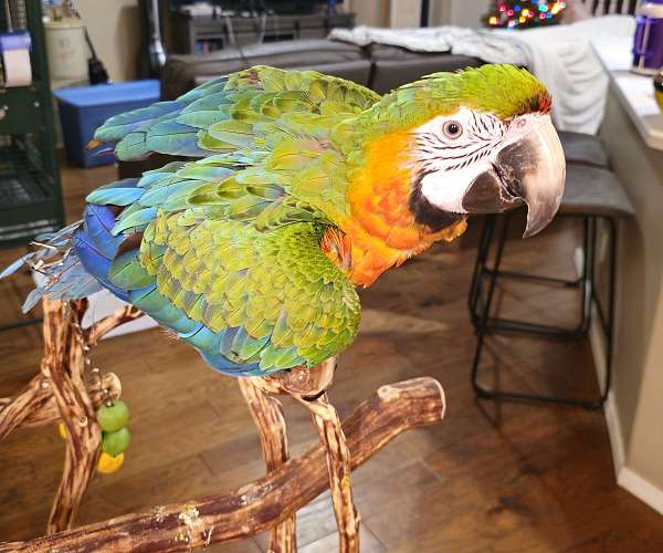 macaw-for-sale