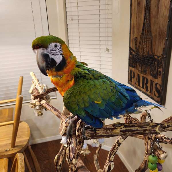 macaw-for-sale-in-arizona