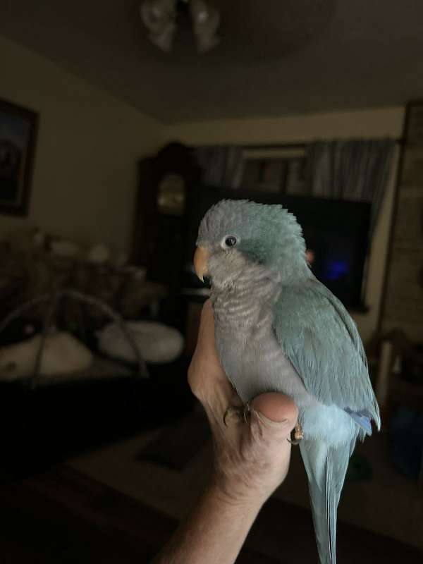 cockatiel-for-sale-in-cypress-tx