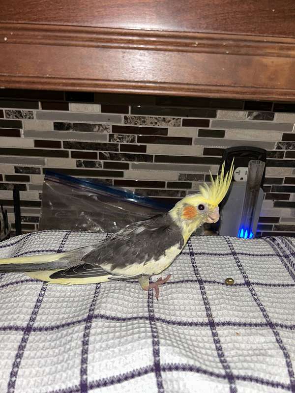 cockatiel-for-sale