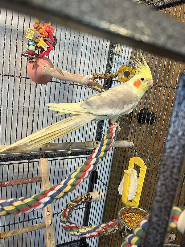 cockatiel-for-sale-in-logan-oh