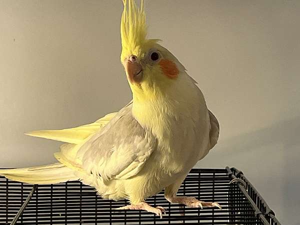 pied-yellow-pet-bird-for-sale