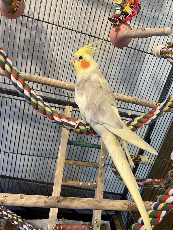 pied-yellow-bird-for-sale-in-logan-oh