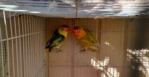 homing-tame-lovebird-for-sale