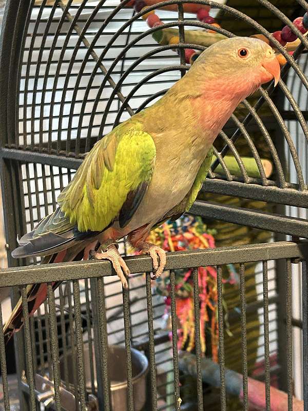 princess-of-wales-parakeet-for-sale-in-new-jersey