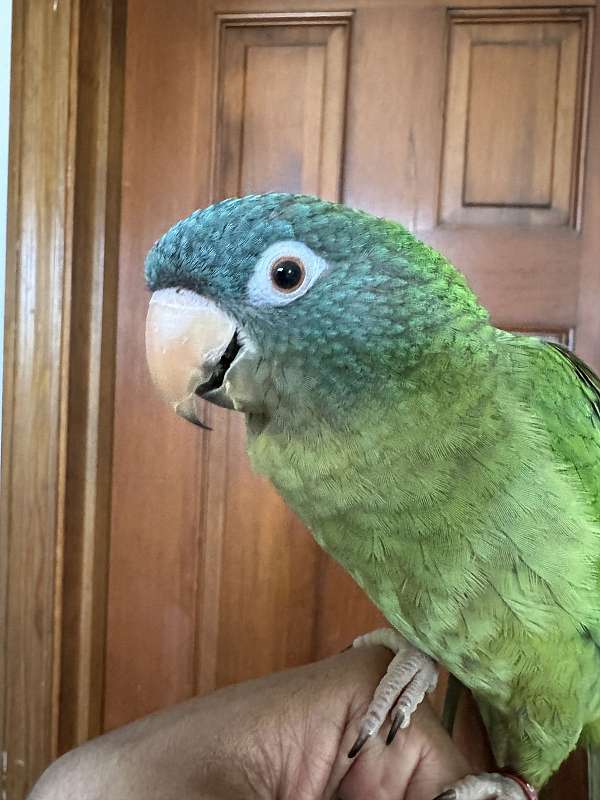 blue-crown-conure-for-sale