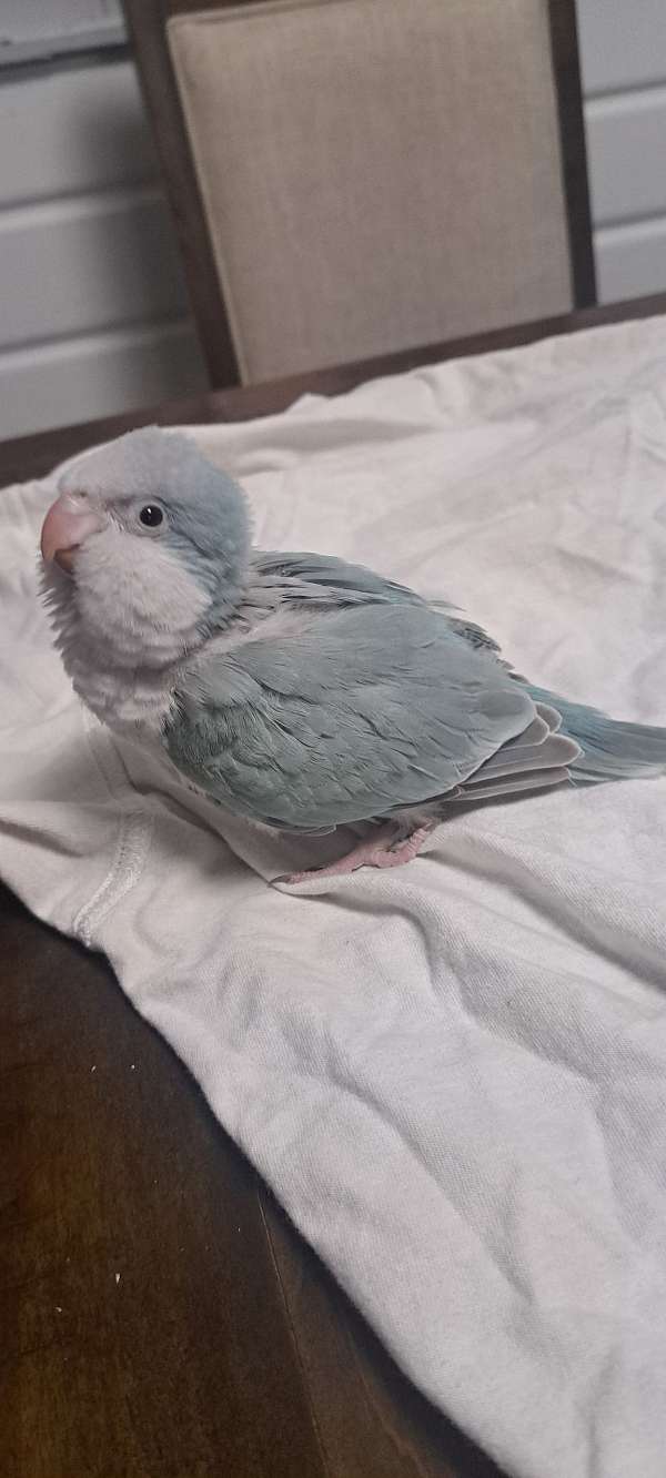 quaker-parrots-for-sale