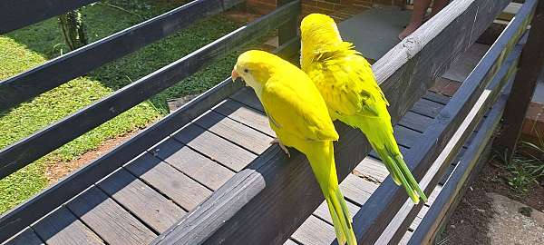 green-opaline-bird-for-sale-in-winston-salem-nc