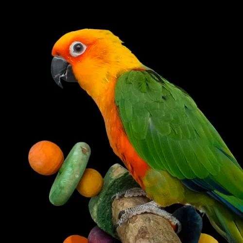 jenday-conure-for-sale-in-flower-mound-tx