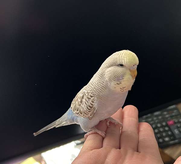 budgerigar-parakeet-for-sale