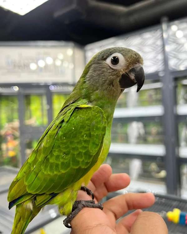 orange-white-conure-for-sale