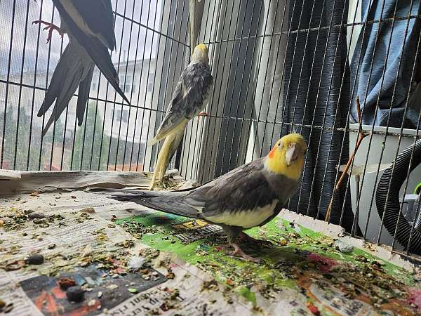 male-female-bird-for-sale-in-ashburn-va