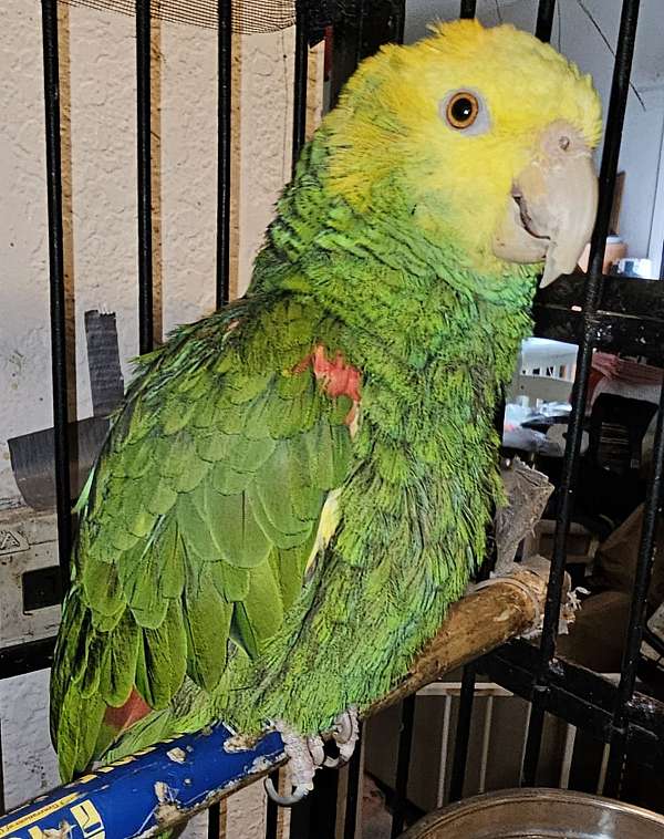 double-yellow-head-amazon-parrot-for-sale