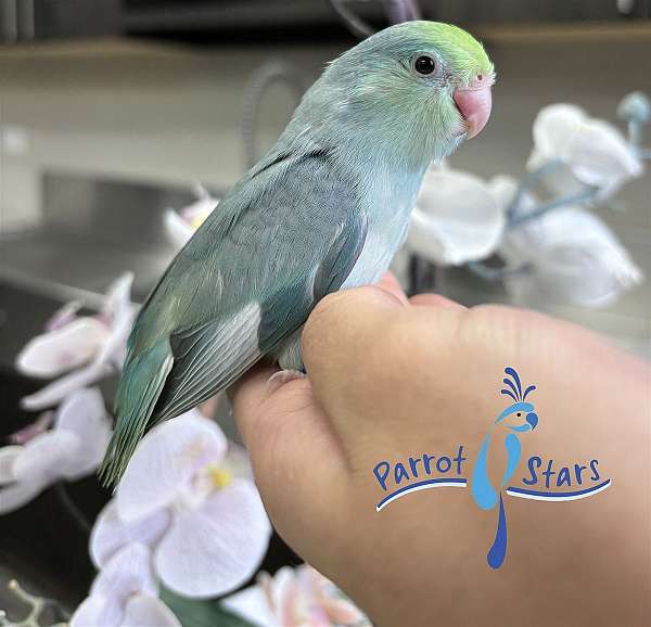 pacific-parrotlet-for-sale