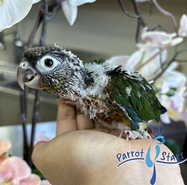 green-cheek-conure-for-sale