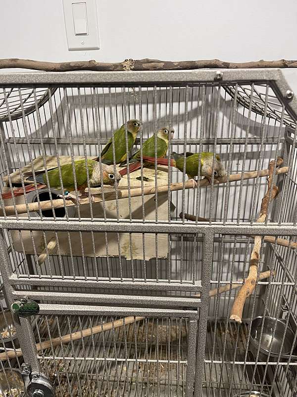 medium-exotic-pet-bird-for-sales