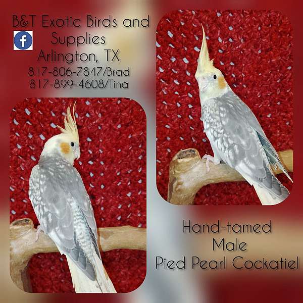 pearl-pied-exotic-tame-bird-for-sale